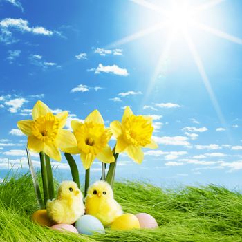 Yellow narcissus flowers and easter eggs on spring grass background