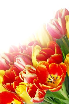 Bouquet of tulips isolated on white background