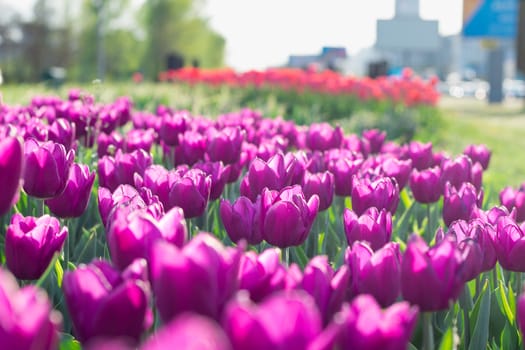 Green flower garden full of many bright colourful tulips blooming on spring time