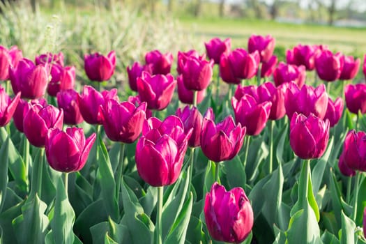 Green flower garden full of many bright colourful tulips blooming on spring time