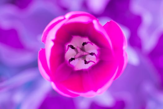 Bright colourful head of red scarlet purple tulip close-up with defocused purple background