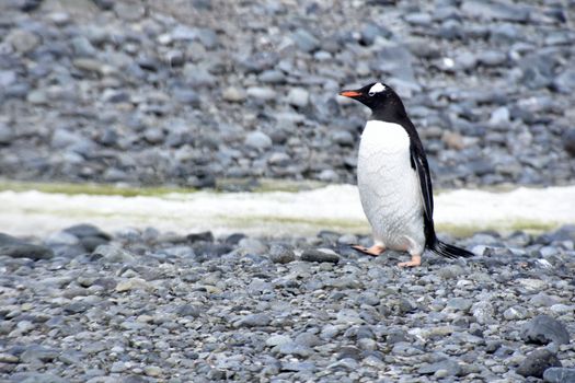 Stock pictures of penguins in the Antarctica peninsula