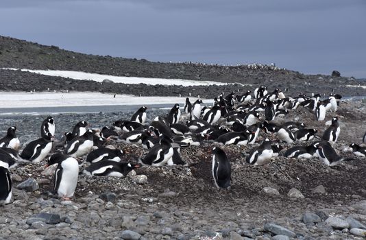 Stock pictures of penguins in the Antarctica peninsula