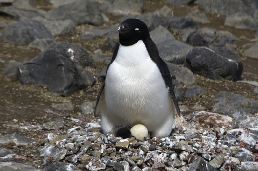 Penguins in the Antarctica peninsula with one egg and one chick