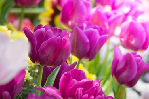 Beautiful bouquet of tulips. colorful tulips. nature background