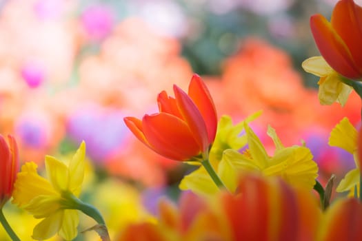 Beautiful bouquet of tulips. colorful tulips. nature background