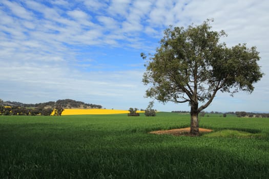 Beautiful agricultural harvest fields in Central West NSW Australia