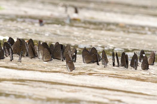  A pretty butterfly on a sandy soil background