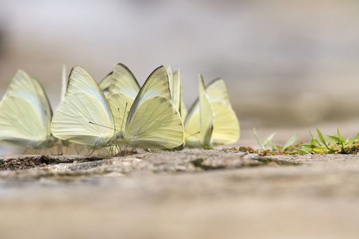  Pretty butterfly on a sandy soil background