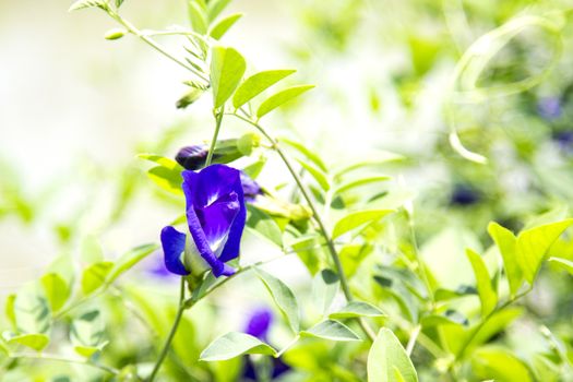 Pea flower and green leaf