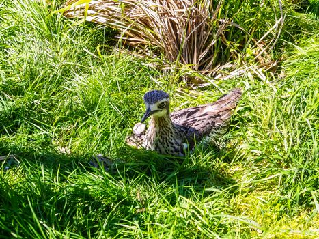 closeup of bush stone-curlew bird nesting on grass
