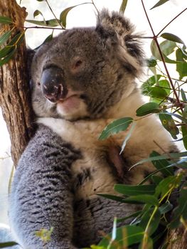 Cute Australian sleepy koala bear in its natural habitat of gumtrees