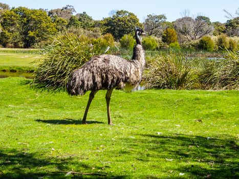 Australia Wild Emu found in Moonlit Sanctuary park in Australia