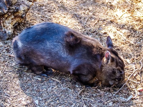 Australian Common wombat also known as coarse-hair wombat in the nature environment in Australia