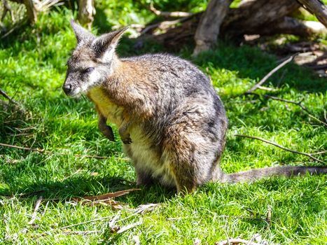 The red necked wallaby or Bennett´s wallaby eating grass in forest of Australia.