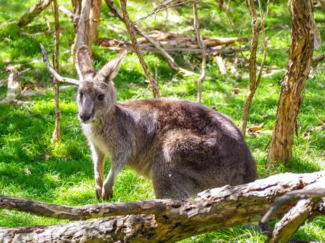 The red necked wallaby or Bennett´s wallaby eating grass in forest of Australia.