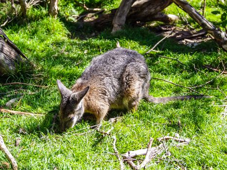 The red necked wallaby or Bennett´s wallaby eating grass in forest of Australia.