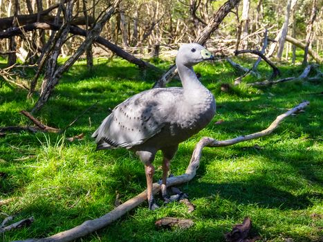 Cape Barren goose, Cereopsis novaehollandiae, in the grass in Australia.