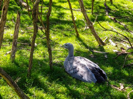 Cape Barren goose, Cereopsis novaehollandiae, in the grass in Australia.
