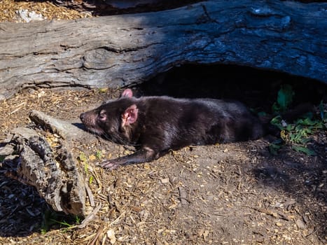 Tasmanian devil, little nocturnal Australian animal