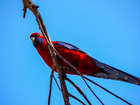 Scarlet Macaw founed in the tree in forest