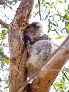 Cute Australian sleepy koala bear in its natural habitat of gumtrees