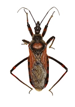 Assassin Bug Rhynocoris on white Background  -  Rhynocoris iracundus  (Poda, 1761)