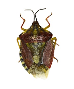 Black-shouldered Shield Bug on white Background  -  Carpocoris purpureipennis (De Geer, 1773)