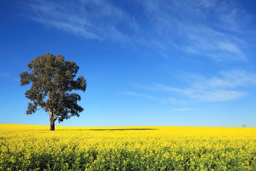 Canola fields flowering in spring in Central West NSW Australia