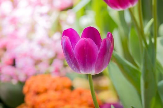 Beautiful bouquet of tulips. colorful tulips. nature background