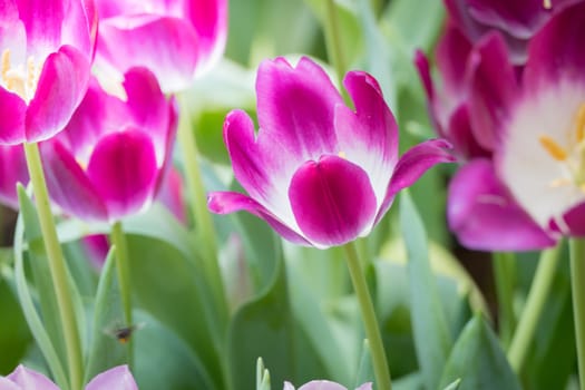 Beautiful bouquet of tulips. colorful tulips. nature background