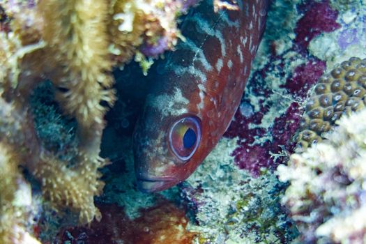 Red big eye fish hiding in a crevasse of a coral reef.