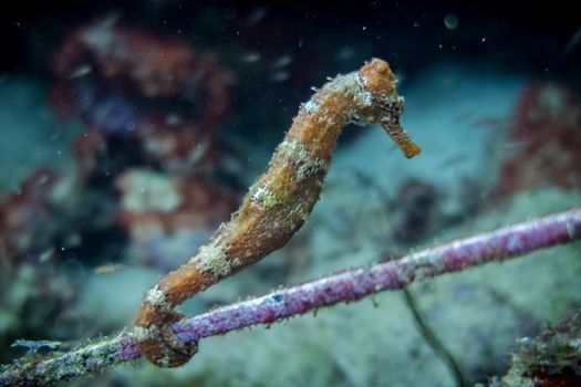 The lined seahorse (Hippocampus erectus), northern seahorse or spotted seahorse is a species of fish that belongs to the family Syngnathidae. H. erectus is a diurnal species with an approximate length of 15 centimeters (5.9 inches) and lifespan of one to four years. The H. erectus species can be found with a myriad of colors, from greys and blacks to reds, greens, and oranges. The lined seahorse lives in the Atlantic Ocean as far north as Canada and as far south as the Caribbean, Mexico, and Venezuela. It swims in an erect position and uses its dorsal and pectoral fins for guidance while swimming.