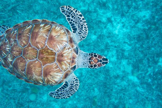 The hawksbill sea turtle (Eretmochelys imbricata) is a critically endangered sea turtle belonging to the family Cheloniidae.
E. imbricata is easily distinguished from other sea turtles by its sharp, curving beak with prominent tomium, and the saw-like appearance of its shell margins. Hawksbill shells slightly change colors, depending on water temperature. While this turtle lives part of its life in the open ocean, it spends more time in shallow lagoons and coral reefs.