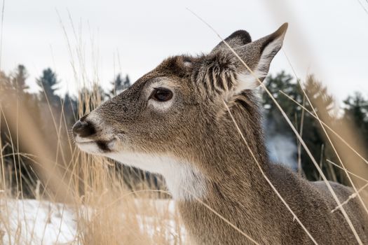 Young white tailed deer virginia cerf / chevreuil in long grass