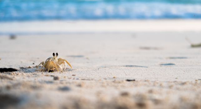 Tiny sand crab going outside its hole while the sun is going down for its noctural life.