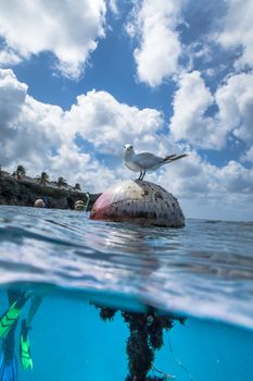 Half underwater shot of seagull just before diving.