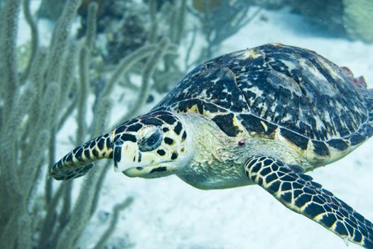 The hawksbill sea turtle (Eretmochelys imbricata) is a critically endangered sea turtle belonging to the family Cheloniidae.
E. imbricata is easily distinguished from other sea turtles by its sharp, curving beak with prominent tomium, and the saw-like appearance of its shell margins. Hawksbill shells slightly change colors, depending on water temperature. While this turtle lives part of its life in the open ocean, it spends more time in shallow lagoons and coral reefs.