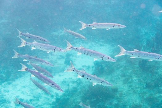 The great barracuda (Sphyraena barracuda) also known as the giant barracuda, is a common species of barracuda found in subtropical oceans around the world. It is a type of ray-finned fish.