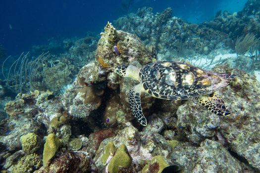 The hawksbill sea turtle (Eretmochelys imbricata) is a critically endangered sea turtle belonging to the family Cheloniidae.
E. imbricata is easily distinguished from other sea turtles by its sharp, curving beak with prominent tomium, and the saw-like appearance of its shell margins. Hawksbill shells slightly change colors, depending on water temperature. While this turtle lives part of its life in the open ocean, it spends more time in shallow lagoons and coral reefs.