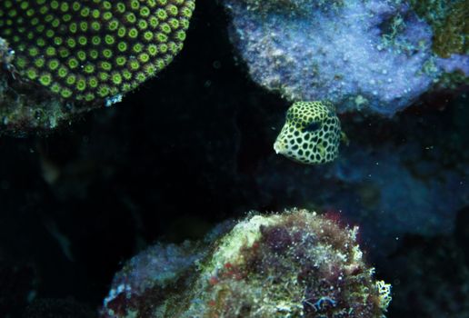 Lactophrys triqueter also known as the smooth trunkfish, is a species of boxfish found on and near reefs in the Caribbean Sea, Gulf of Mexico and subtropical parts of the western Atlantic Ocean. The smooth trunkfish has an angular body sheathed in plate-like scales, growing to a maximum length of 47 centimetres (19 in), though 20 cm (8 in) is a more normal size. The body is enclosed in a bony carapace and, when viewed from the front, is triangular in shape with a narrow top and wide base. The fish has a pointed snout with protuberant lips encircling a small mouth. The tail is shaped like a brush. The general background colour is dark with a pattern of small white spots, often in hexagonal groups giving a honeycomb-like appearance in the middle area of the body. The tip of the snout and the area round the pectoral fins are dark with few spots and the eyes are black. The fins are usually yellowish with a dark base and tips. They have only soft rays with no spines.