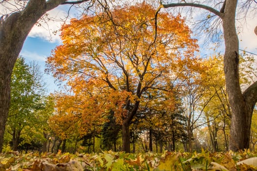 It's fall and the leaves are orange in this Montreal parc. This big maple tree is framed by two other on left and right. The sky is blue and cloudy.