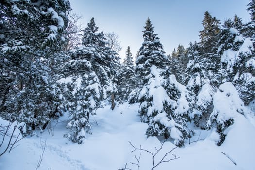 Snowy landscape in Mountain Sutton forest. Pine trees full of snow at sunrise. Bright sky at wide angle.