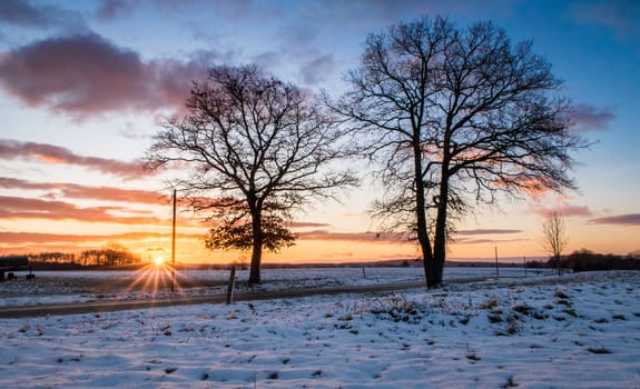 Two trees on the side of the road dunring french countryside sunrisewith Alpes on far background