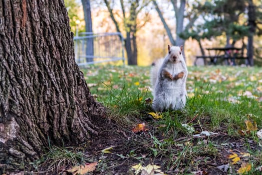 This white squirrel looked straight at the camera in the Montreal parc of Lafontaine during fall