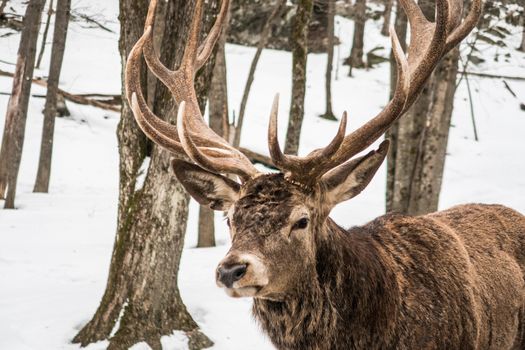 This wapiti was walking in the snow, forest in Quebec, Canada