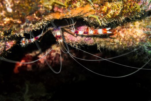 Stenopus hispidus is a shrimp-like decapod crustacean belonging to the infraorder Stenopodidea. Common names include banded coral shrimp and banded cleaner shrimp.Stenopus hispidus lives below the intertidal zone, at depth of up to 210 metres (690 ft),on coral reefs. It is a cleaner shrimp, and advertises to passing fish by slowly waving its long, white antennae. S. hispidus uses its three pairs of claws to remove parasites, fungi and damaged tissue from the fish. Stenopus hispidus is monogamous