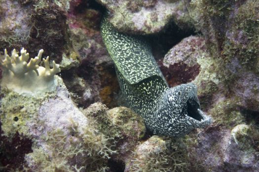 The spotted moray (Gymnothorax moringa) is a medium to large moray eel. Other common names include conger, spotted eel, red moray, speckled moray, white cong, white jawed moray, white-chinned moray and white-jawed moray eel. Spotted eels have a long snake-like body, white or pale yellow in overall color with small overlapping reddish brown to dark-brown spots. They are commonly 60 cm (24 in) in length and can grow to 2 m (6.6 ft), and weigh 2.51 kg (5.5 lb). They inhabit the Western Atlantic Ocean from North Carolina and Bermuda to Brazil, including the Gulf of Mexico and the Caribbean. They are also found around the Mid- and Eastern Atlantic islands as far south as St Helena. They are typically found anywhere from the surface to a depth of 200 m (660 ft).