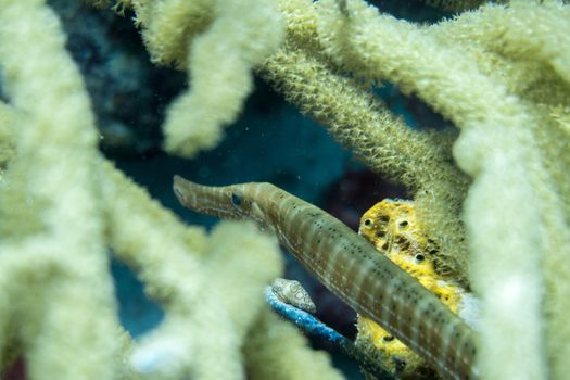 The trumpetfish, Aulostomus maculatus, is a long-bodied fish with an upturned mouth; it often swims vertically while trying to blend with vertical coral, such as sea rods, sea pens, and pipe sponges.