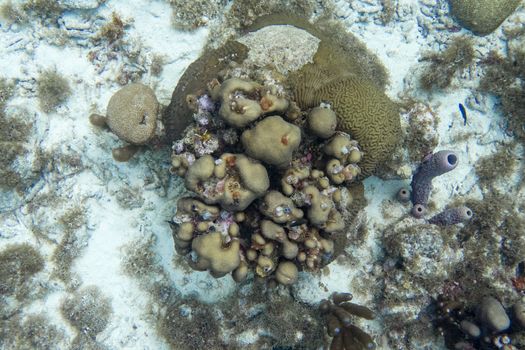 Underwater scene with coral, giant brain coral, branching purple vase sponge and christmas tree worm.